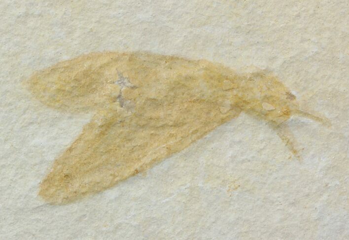 Jurassic Fossil Insect (Lacewing) - Solnhofen Limestone #52503